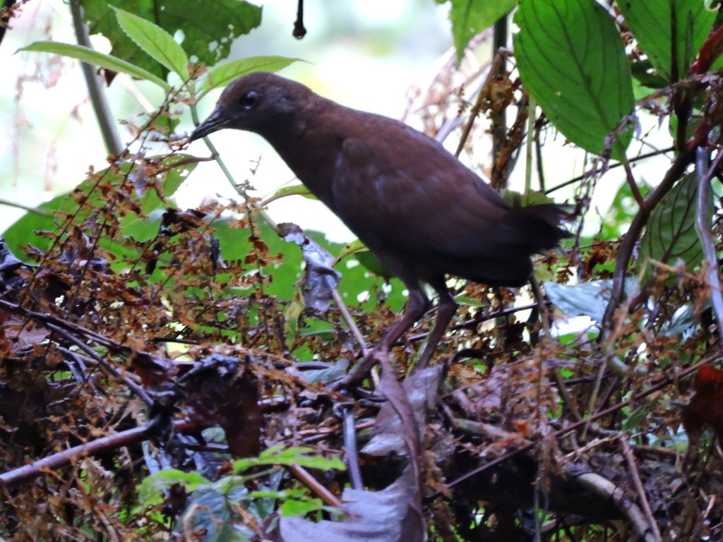 Rallo uniforme (Amaurolimnas concolor)