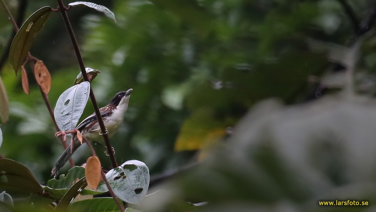 Sibia Moteada (Laniellus albonotatus)