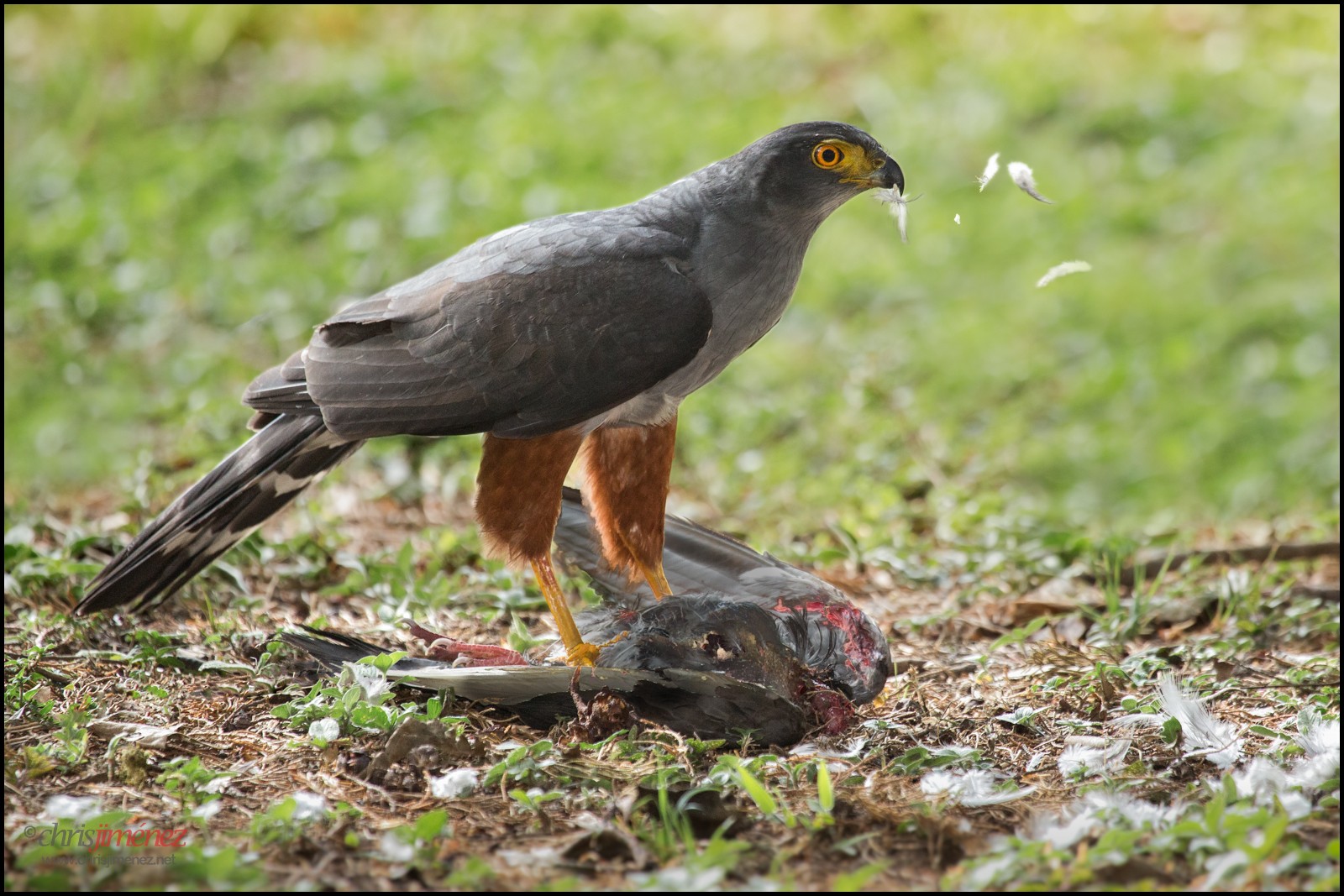 باز ذواللونين (Accipiter bicolor)