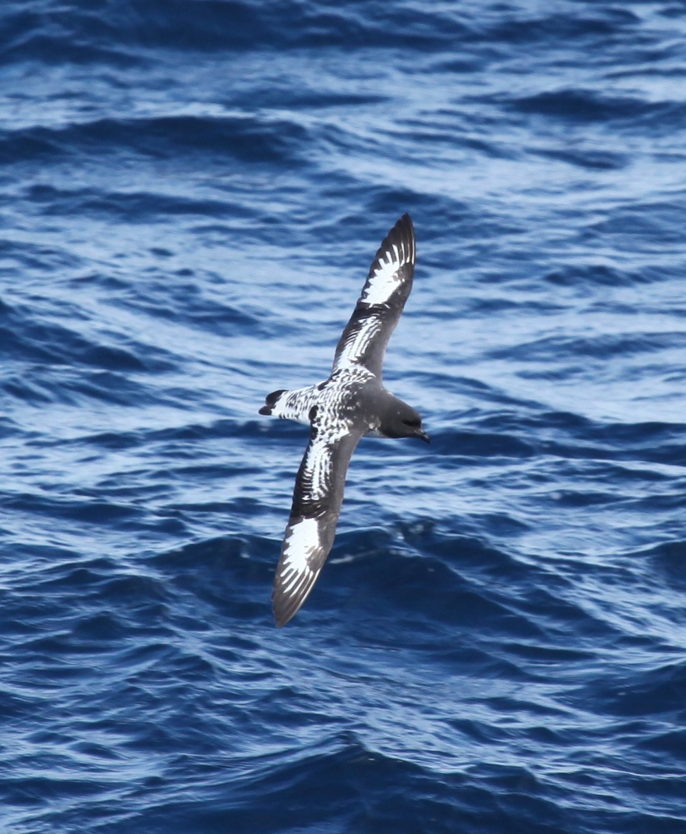 Cape Petrel (Daption)