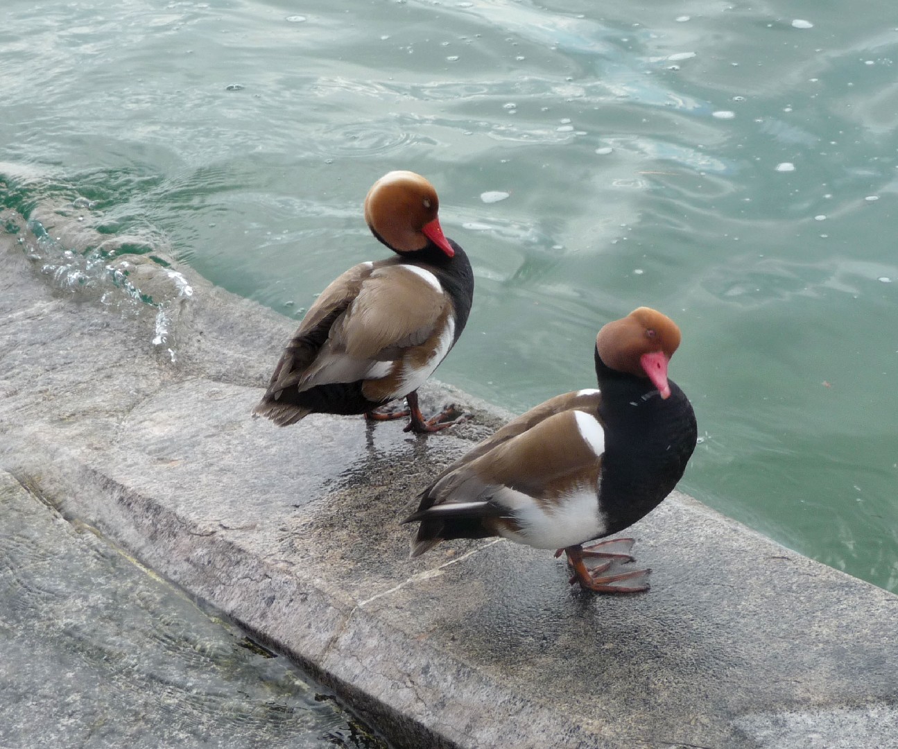 Pato-de-bico-vermelho (Netta rufina)