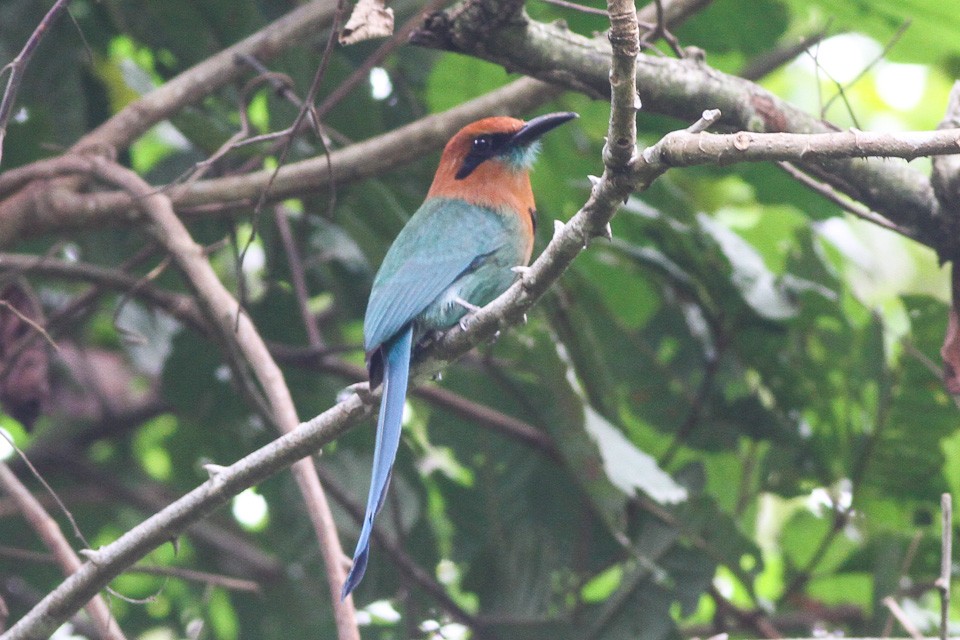 Broad-billed and Keel-billed Motmots (Electron)