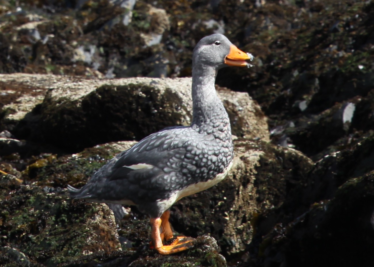 Steamer ducks (Tachyeres)