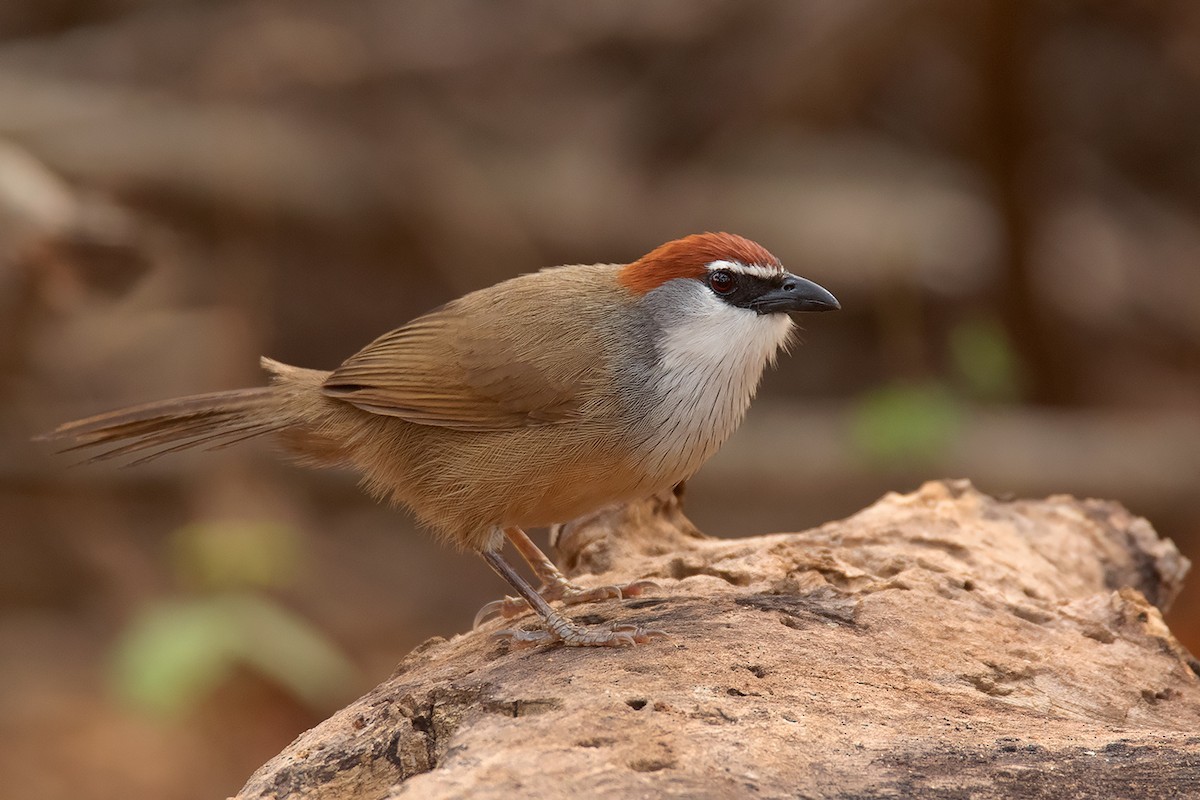 Roodkaptimalia (Timalia pileata)