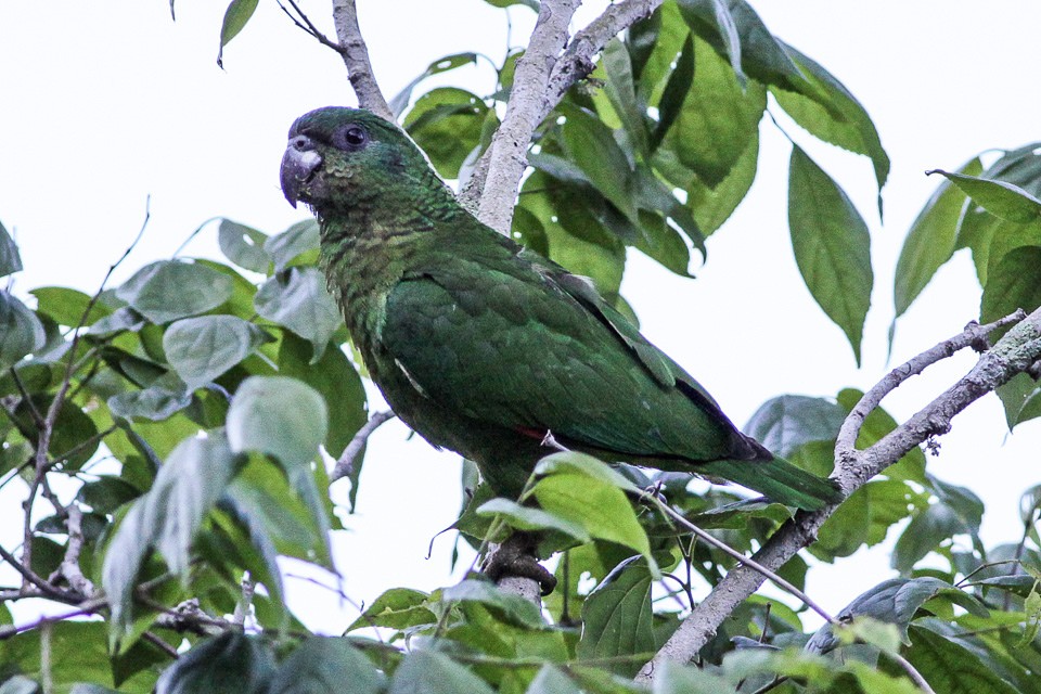 Rotspiegelamazone (Amazona agilis)