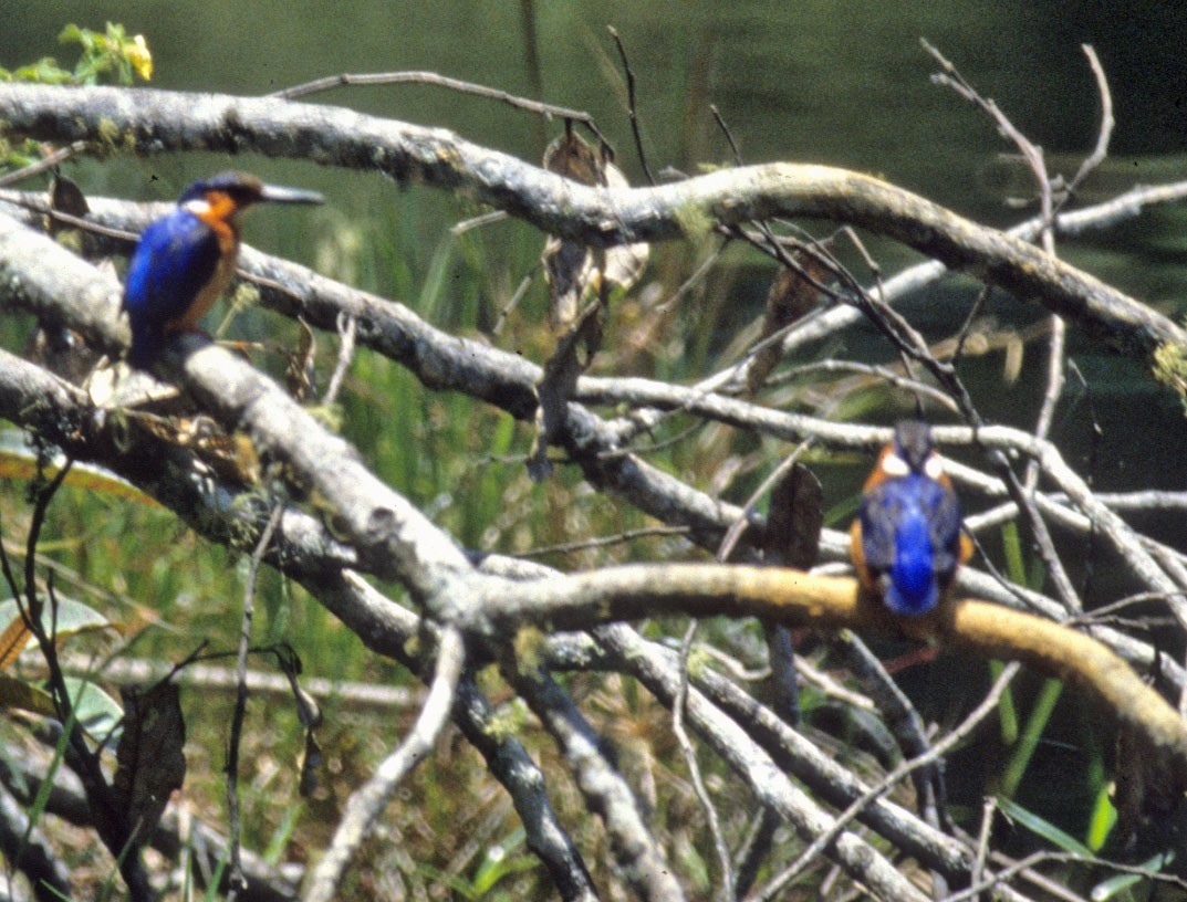 Malagasy kingfisher
