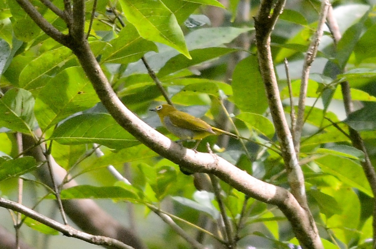 Everetts Brilvogel (Zosterops everetti)