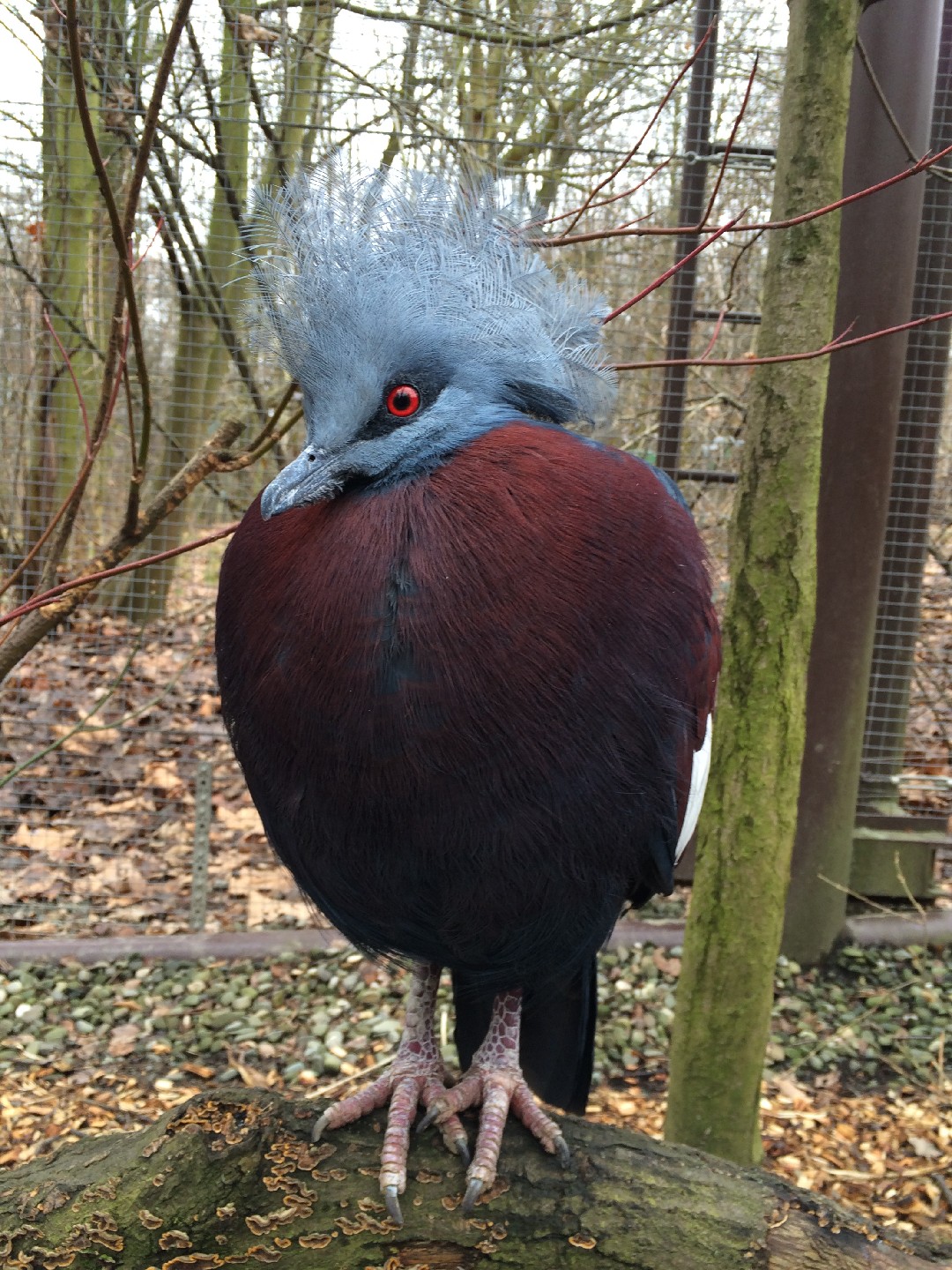 Scheepmaker's Crowned Pigeon (Goura scheepmakeri)