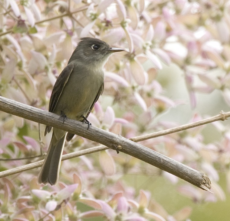 Cuban Pewee (Contopus caribaeus)