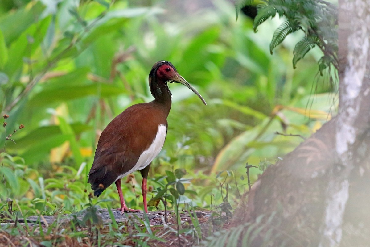 Madagascan Ibis (Lophotibis)