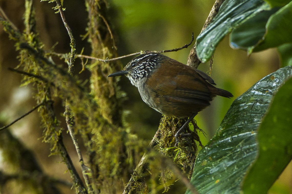 Henicorhina (Henicorhina)