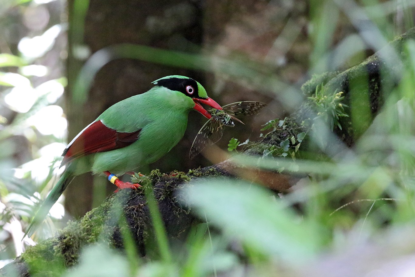 Bornean Green Magpie (Cissa jefferyi)