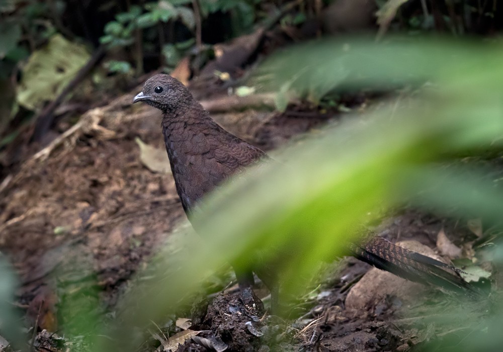 Pavãozinho-de-cauda-bronzeada (Polyplectron chalcurum)