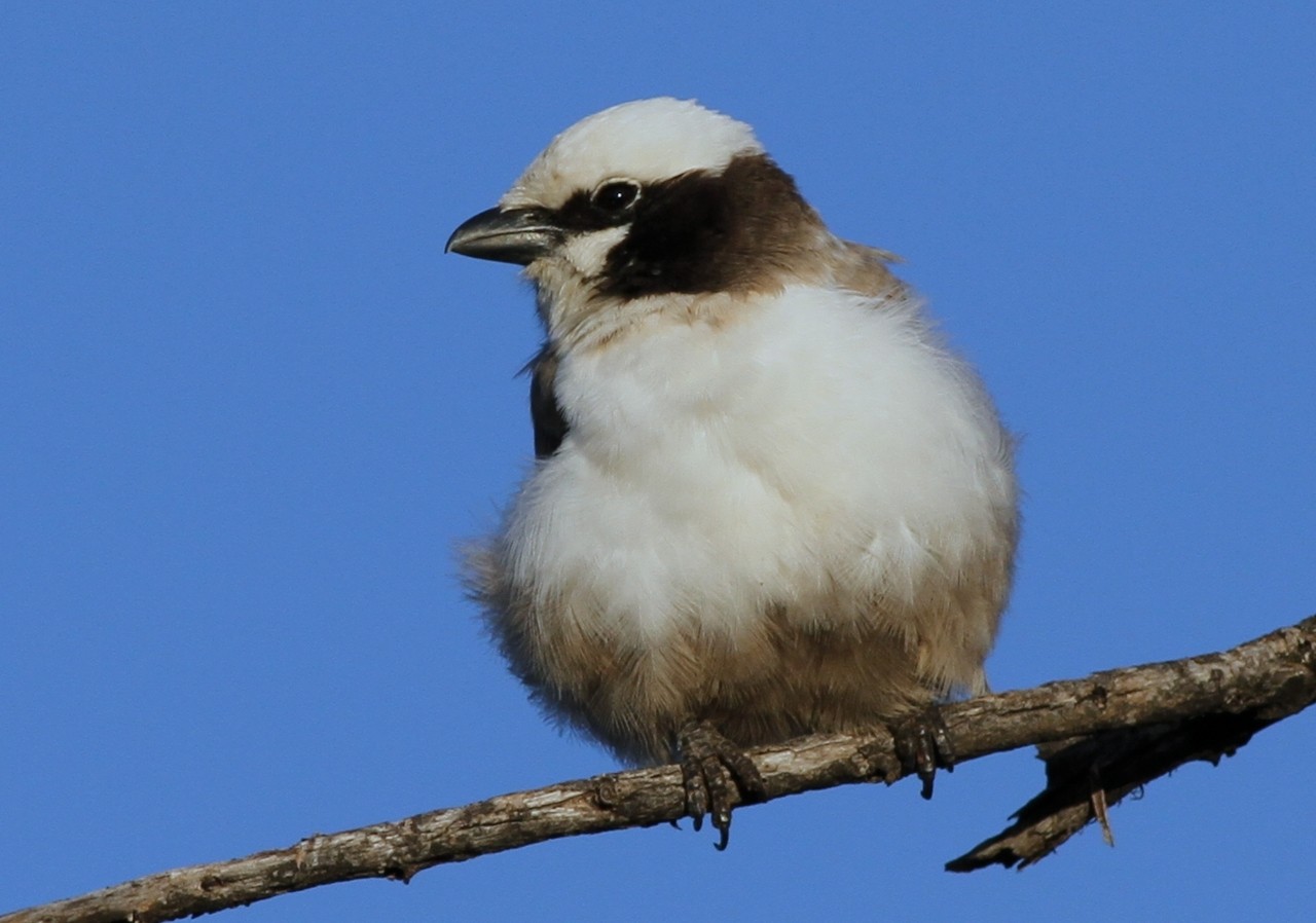 Alcaudón coroniblanco (Eurocephalus anguitimens)