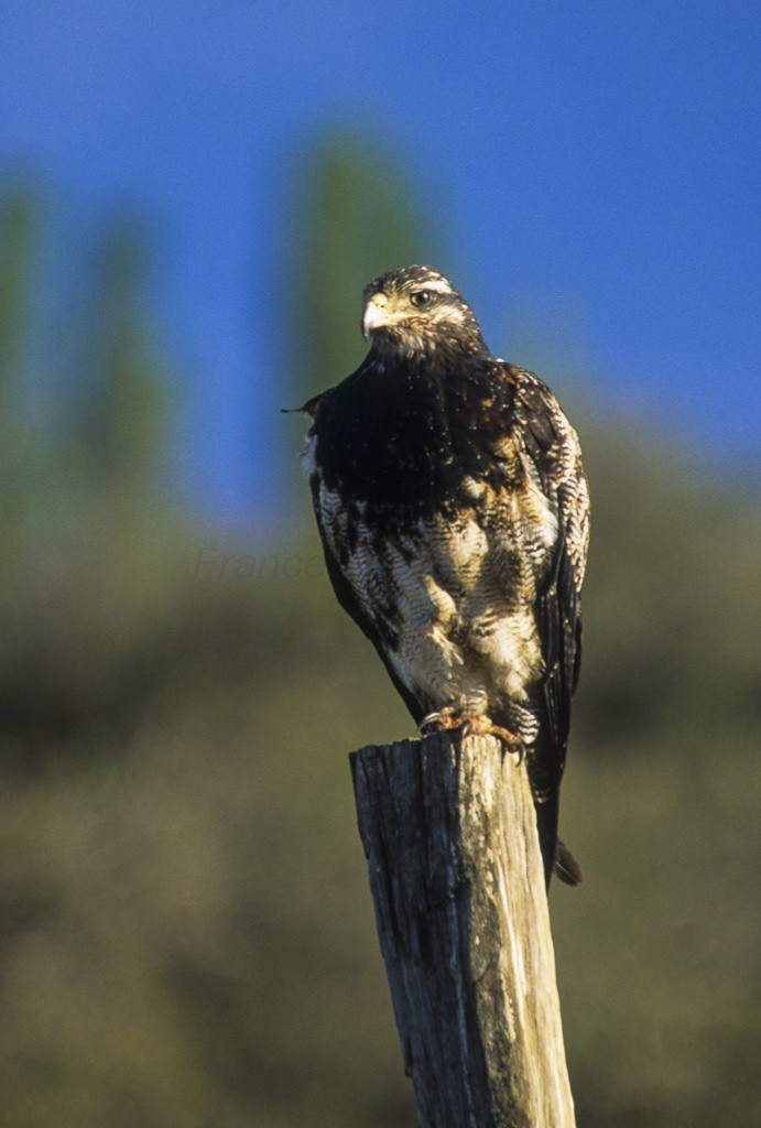 Geranoaetus (Geranoaetus)