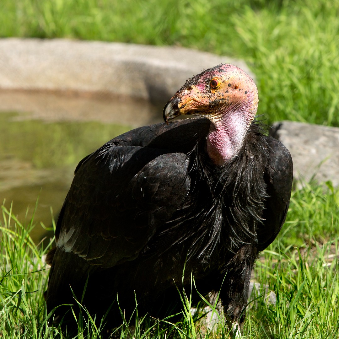 North American Condors (Gymnogyps)