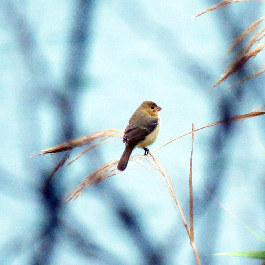 Semillero torcaz (Sporophila torqueola)