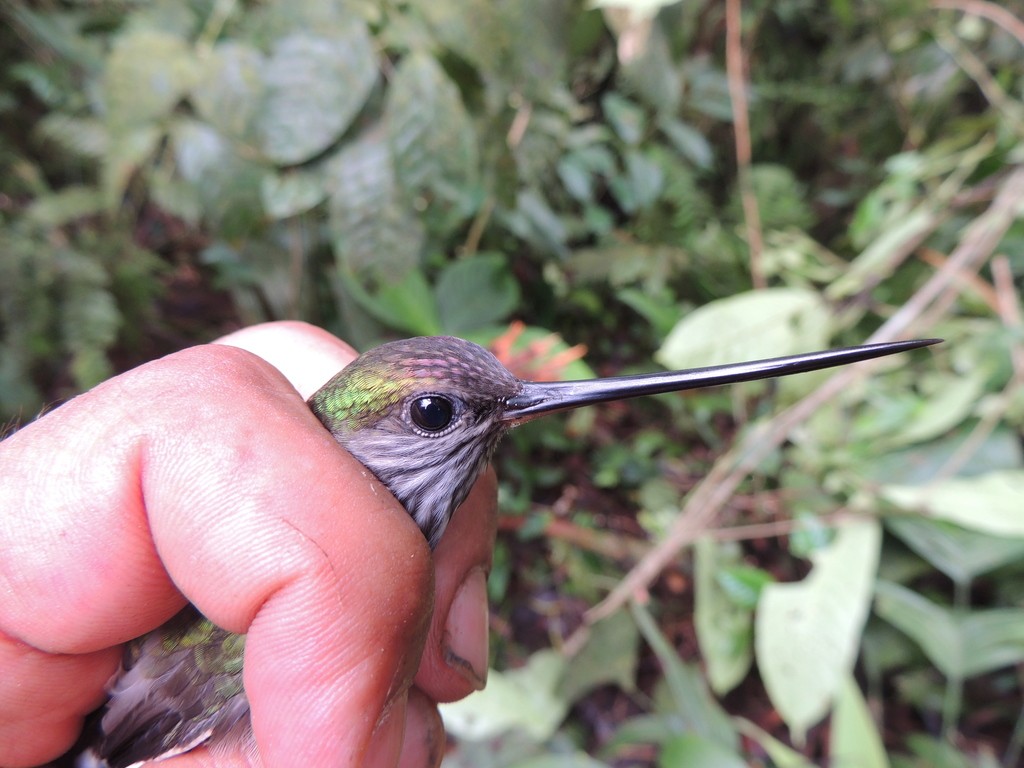 齒嘴蜂鳥 (Androdon aequatorialis)