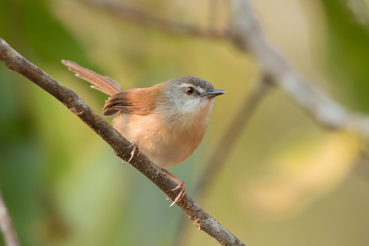 Rufescent Prinia