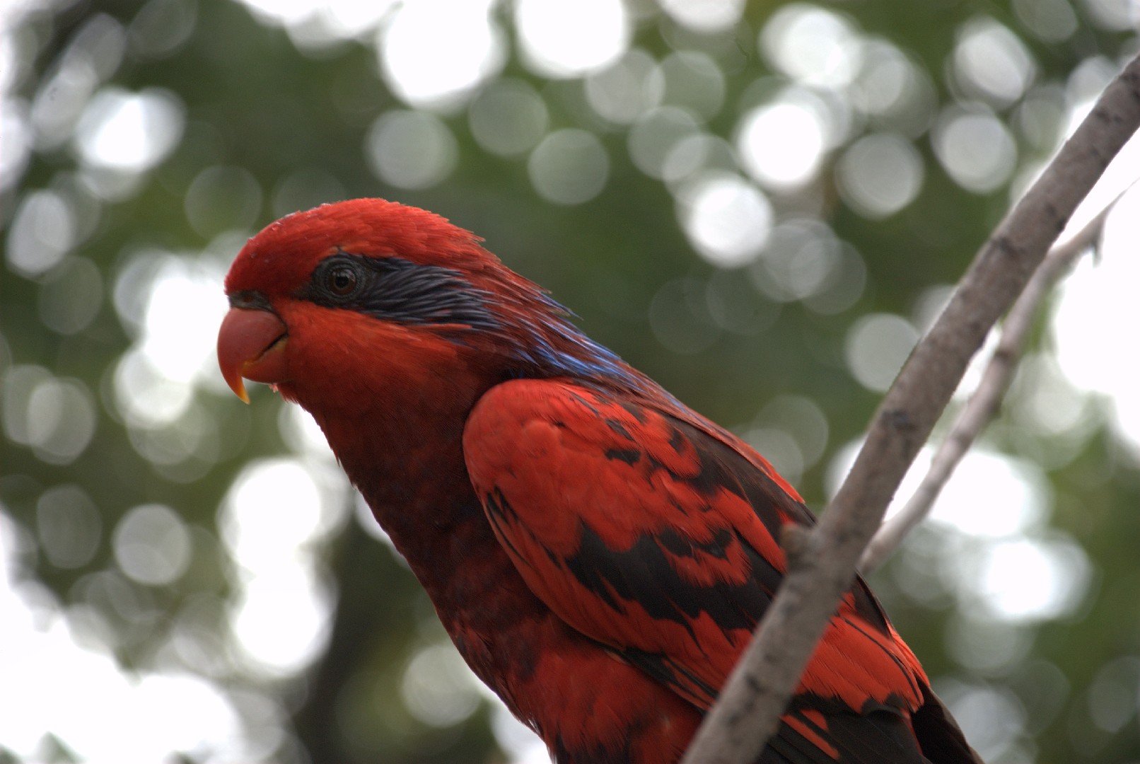 Синеухий красный лори (Eos reticulata)