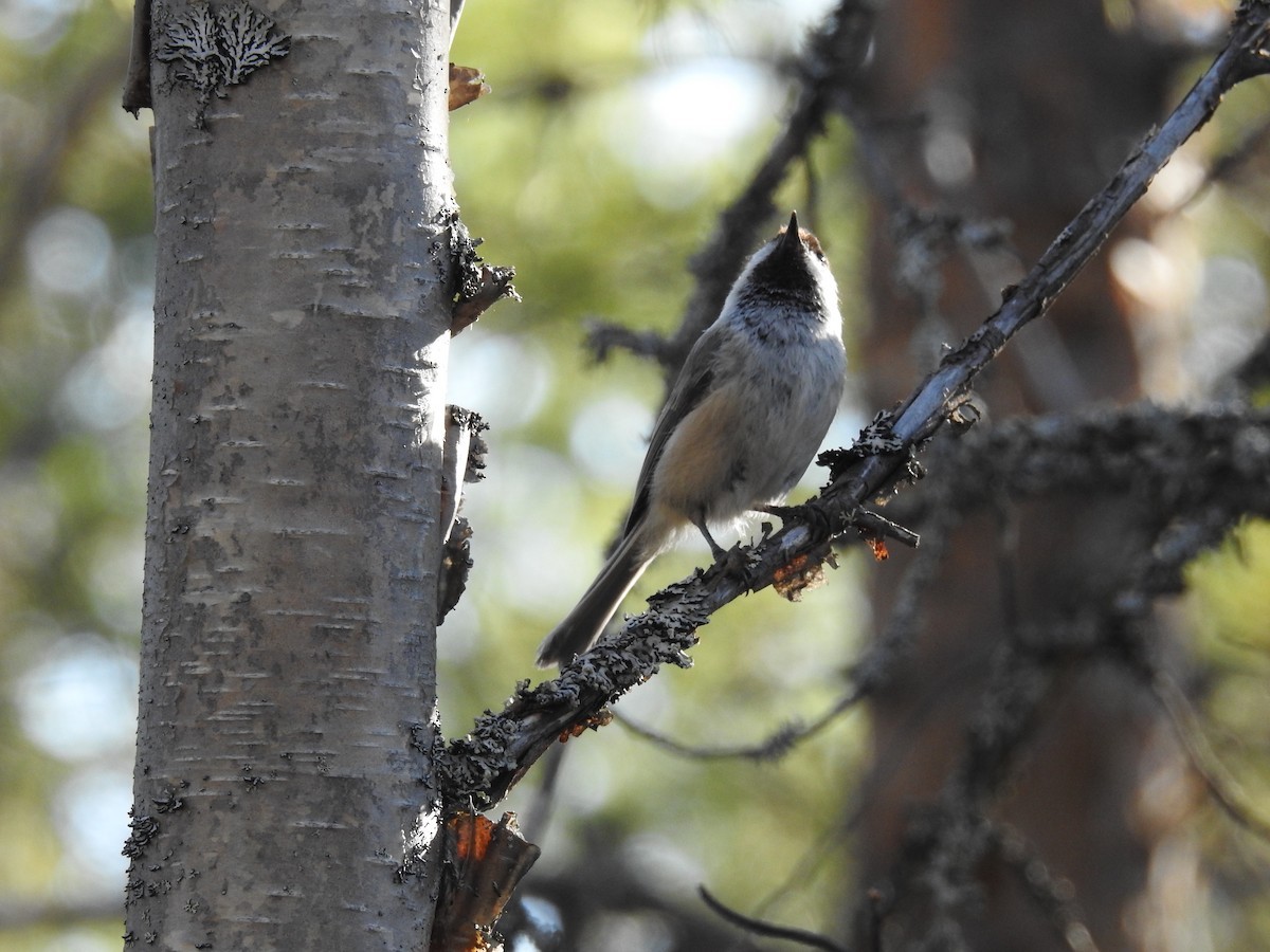 Grey-headed Chickadee (Poecile cinctus)