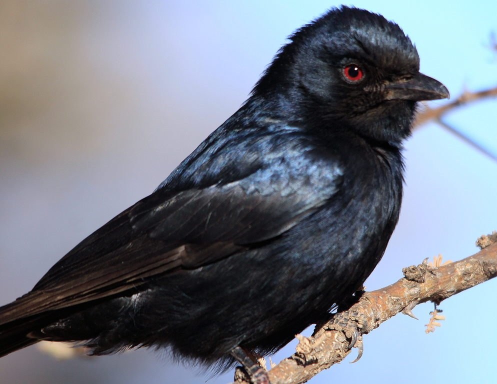 Drongo codaforcuta (Dicrurus adsimilis)