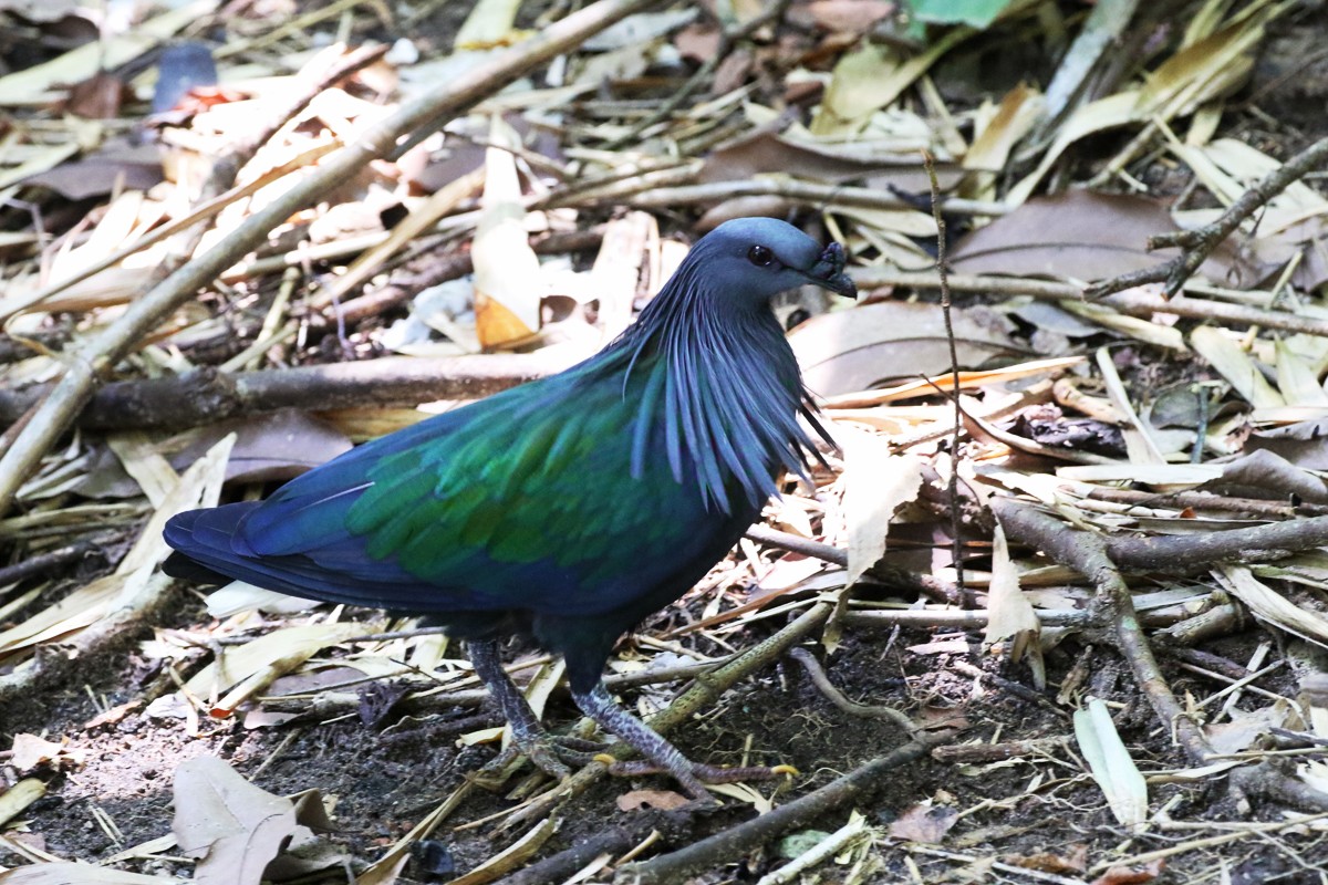 Nicobar Pigeons (Caloenas)