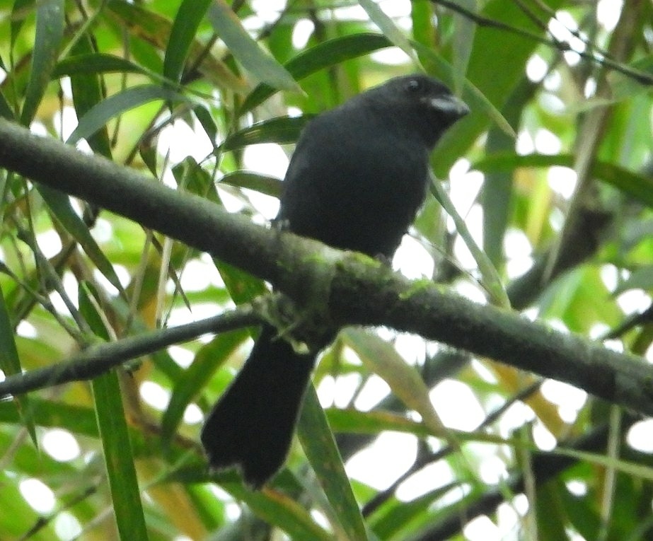 シコンコメワリ (Amaurospiza concolor)
