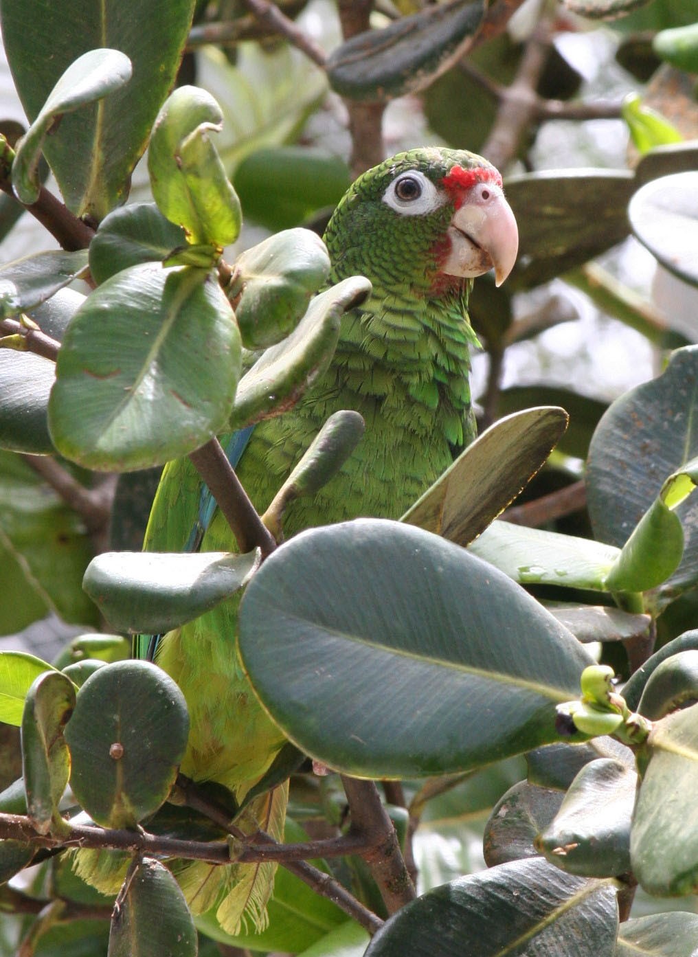 Amazona puertorriqueña (Amazona vittata)