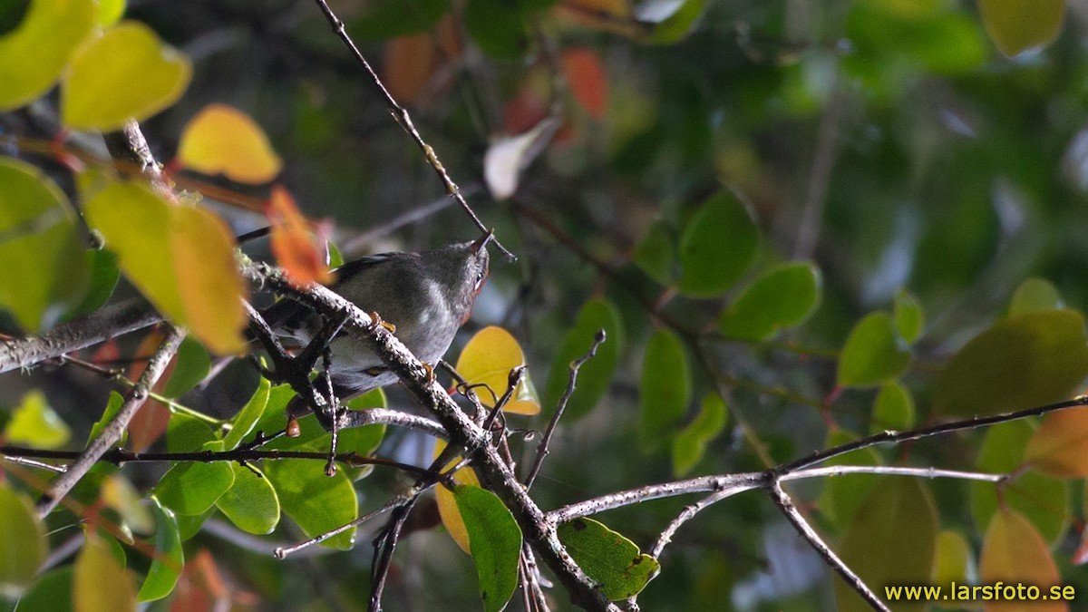 紅背刺鶯 (Eugerygone rubra)