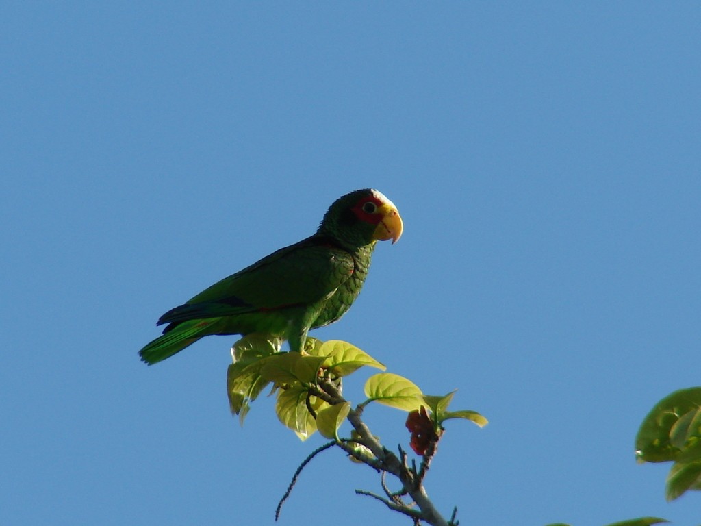 Amazona Yucateca (Amazona xantholora)