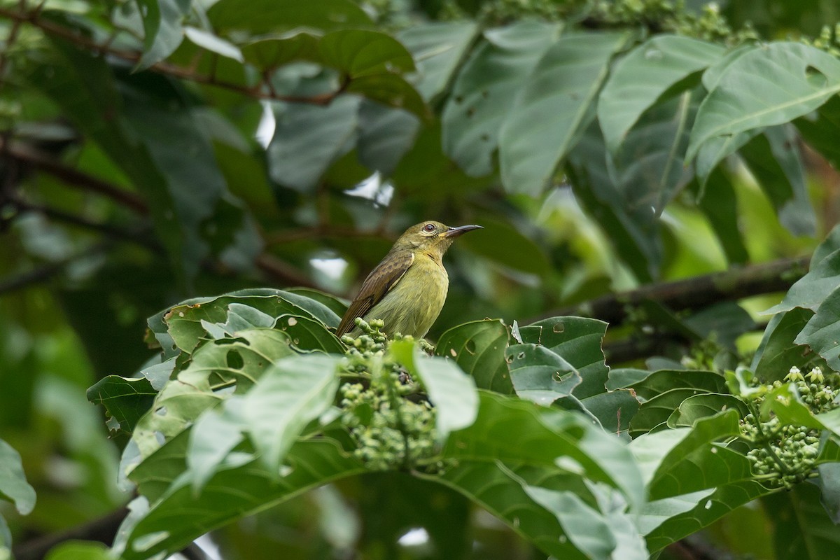 Rotkehl-Nektarvogel (Anthreptes rhodolaemus)