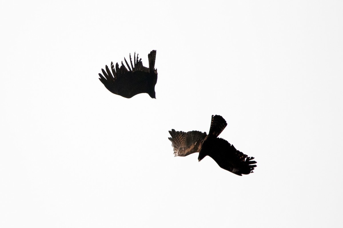 Black Eagle (Ictinaetus)