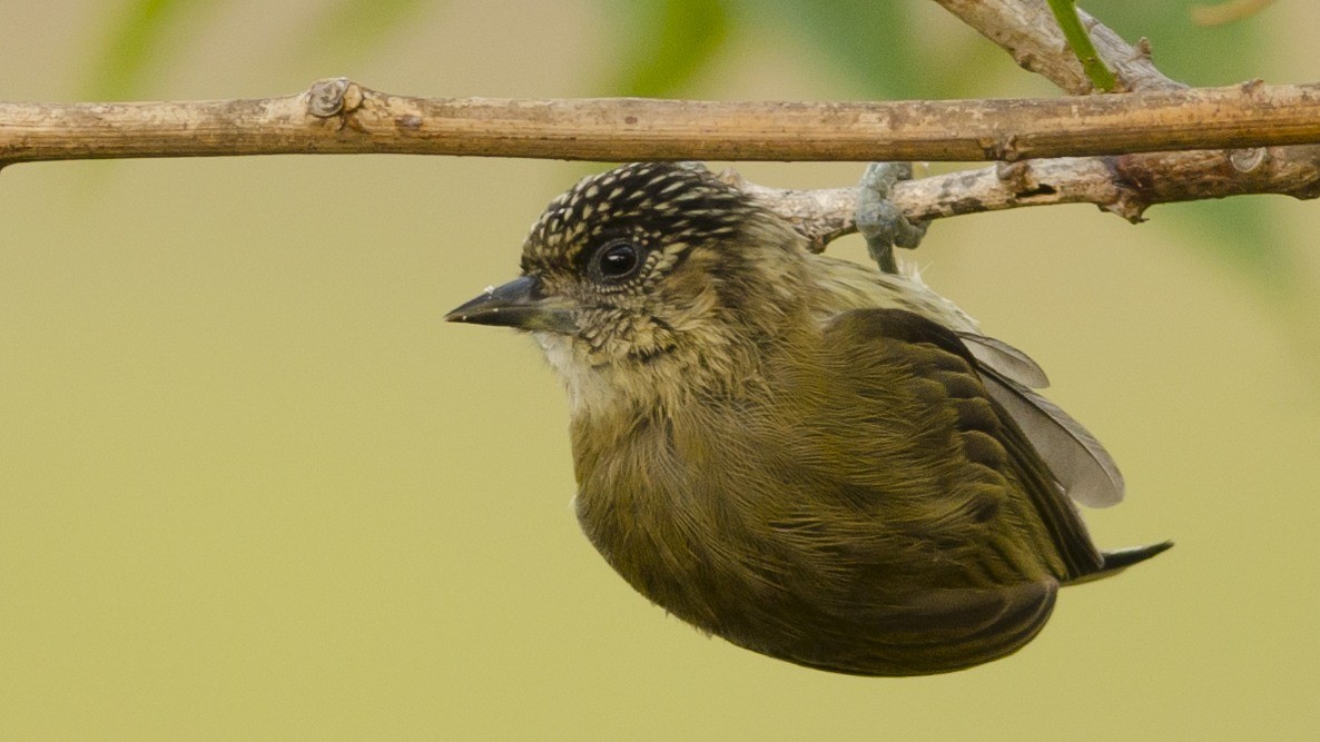 Carpinterito oliváceo (Picumnus olivaceus)