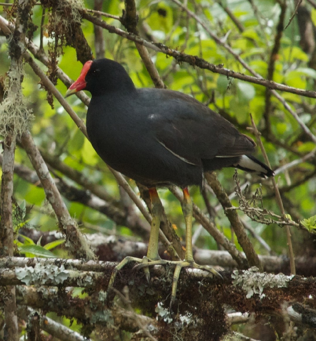 Goldschnabel-Sumpfhuhn (Neocrex erythrops)