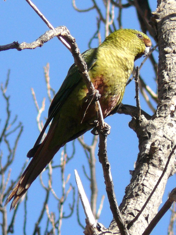 Parrocchetto australe (Enicognathus ferrugineus)