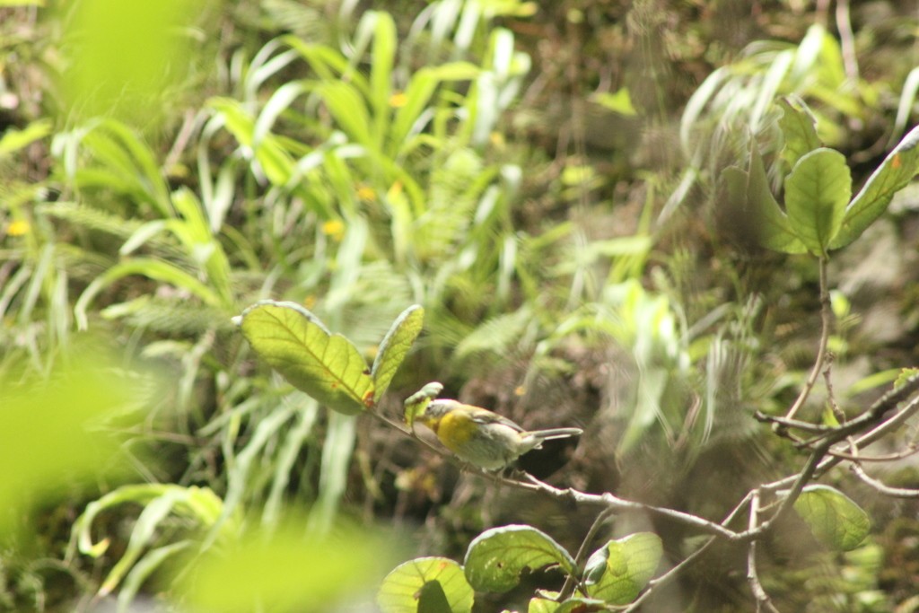 Flame-throated and Crescent-chested Warblers (Oreothlypis)