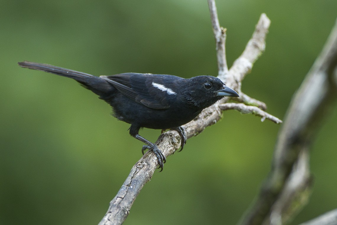 Tangara negra (Tachyphonus rufus)