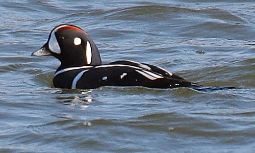 Arlequin plongeur (Histrionicus histrionicus)