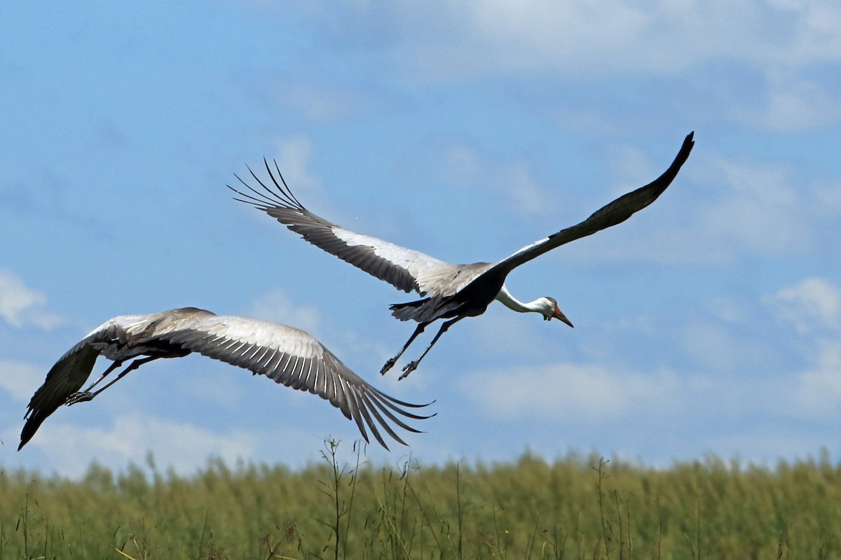 Wattled Crane (Grus carunculata)