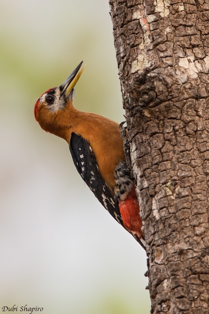 Hypopicus (Hypopicus)