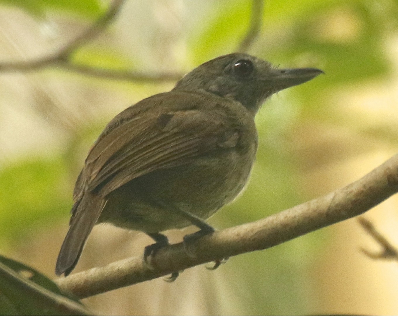 Batará murino (Thamnophilus murinus)