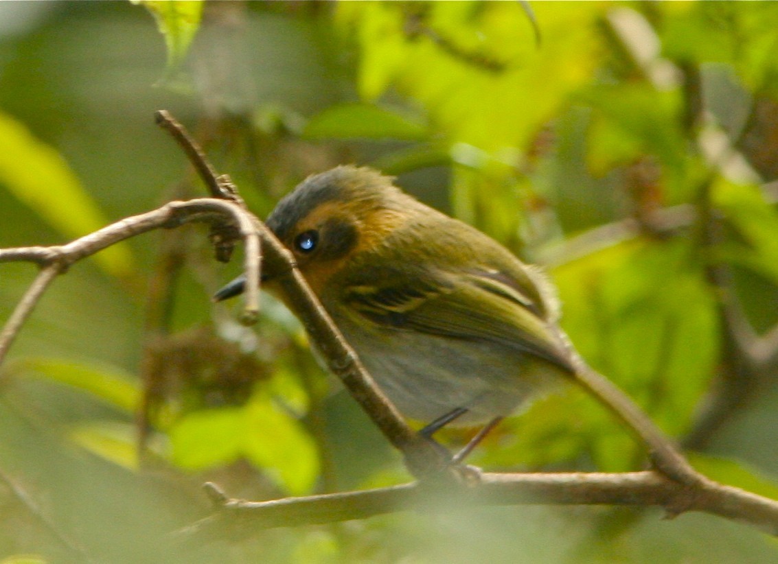 Poecilotriccus (Poecilotriccus) Picture Bird