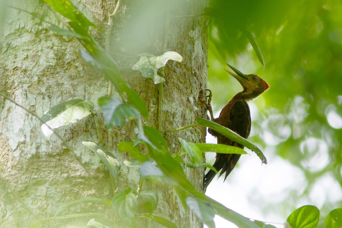 Orange-backed Woodpecker (Reinwardtipicus)