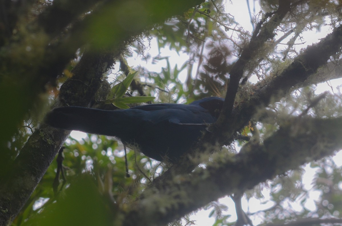 ジュズカケアオカケス (Cyanolyca turcosa)