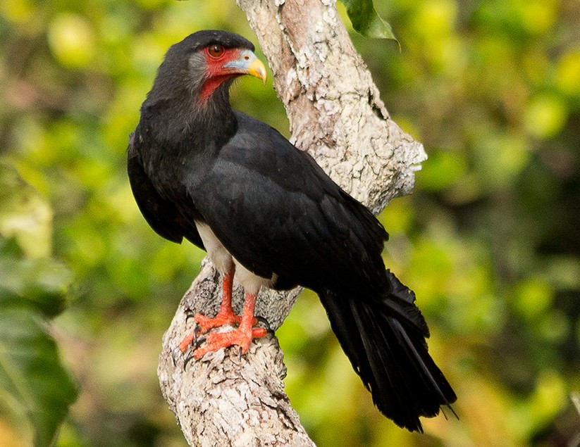 Red-throated Caracara (Ibycter)