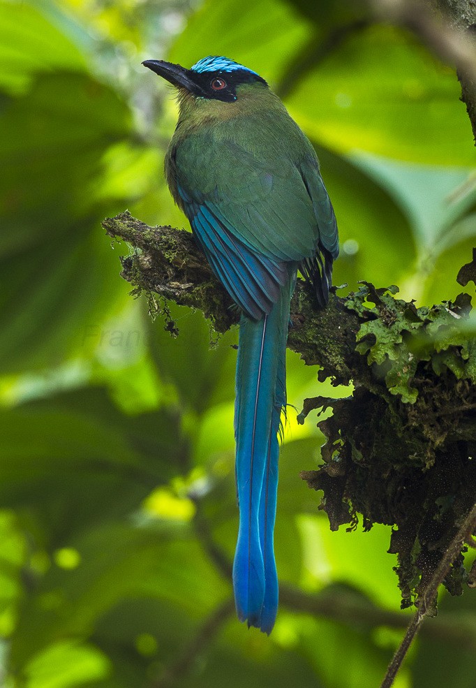 Motmot delle alture (Momotus aequatorialis)