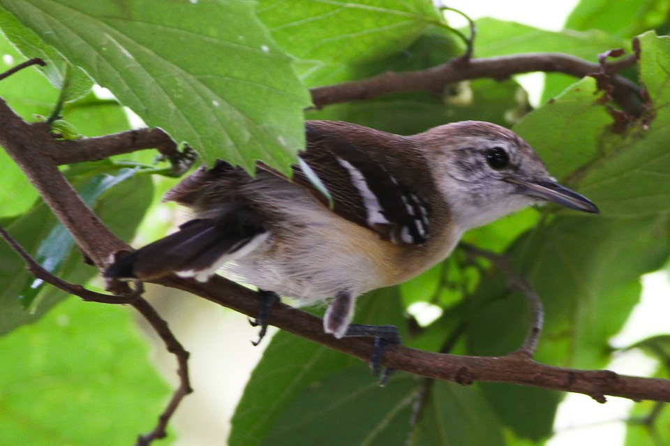 Zuidelijke Witbandmiersluiper (Formicivora grisea)