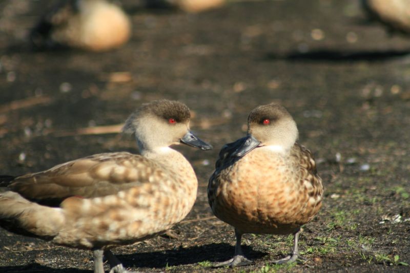 Canard huppé (Lophonetta specularioides)