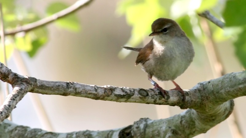 Usignolo di fiume (Cettia cetti)